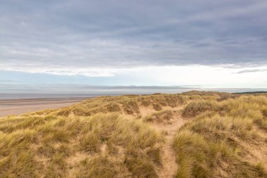 Merseyside 'daki Formby' de, deniz kenarındaki kum tepelerini kaplayan marram çimlerine bakıyorum.