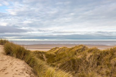 Merseyside 'daki Formby' de, deniz kenarındaki kum tepelerini kaplayan marram çimlerine bakıyorum.