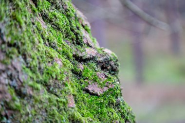 Bir ağaç gövdesinde büyüyen yosun tabakası, sığ bir alan derinliği ile