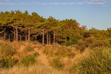 Yaz akşamlarında çam ağaçlarının oluşturduğu