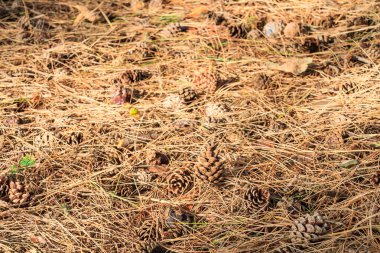 Çam kozalakları ve Çam İğneleri