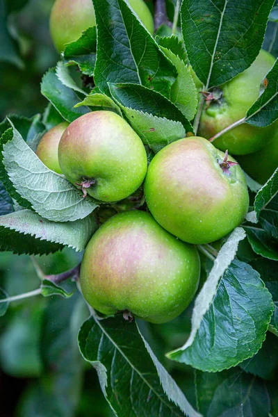 Mehrere Äpfel Die Sommer Einem Baum Wachsen — Stockfoto