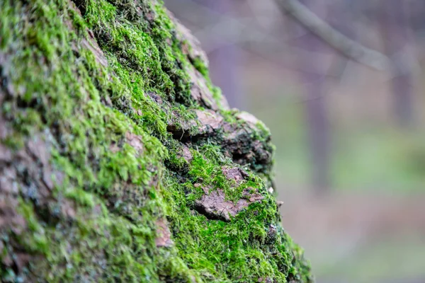 Close Musgo Crescendo Tronco Árvore Com Uma Profundidade Rasa Campo — Fotografia de Stock