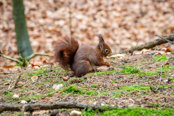 Red Squirrel Woodland Carrying Nut His Mouth — Stock Photo, Image