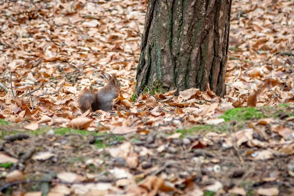 Red Squirrel Woodland Camouflaged Autumnal Leaves — Stock Photo, Image