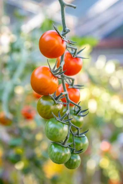Tomates Pendurados Uma Videira Crescendo Uma Estufa — Fotografia de Stock