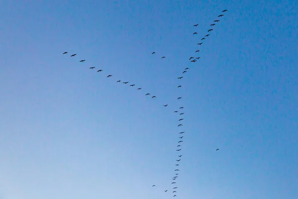 Guardando Oche Che Migrano Verso Cielo Limpido Verso Tramonto — Foto Stock