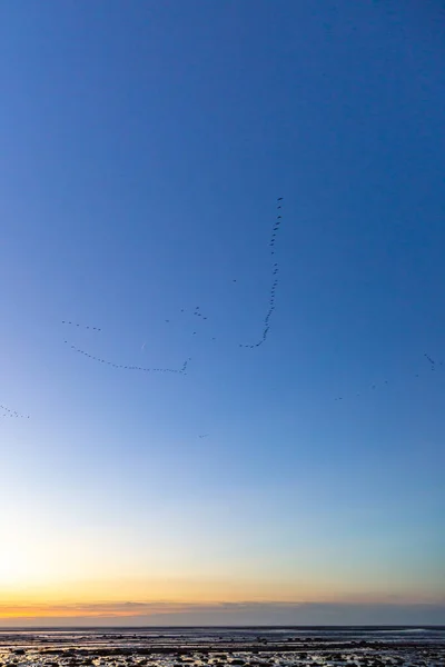 Мігрують Гуси Над Узбережжям Саутпорта Під Час Заходу Сонця — стокове фото