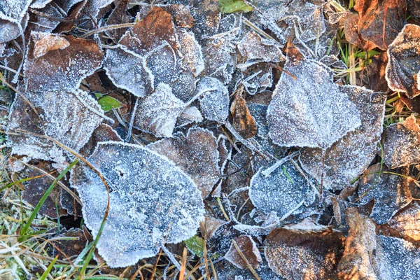 Folhas Congeladas Inverno — Fotografia de Stock