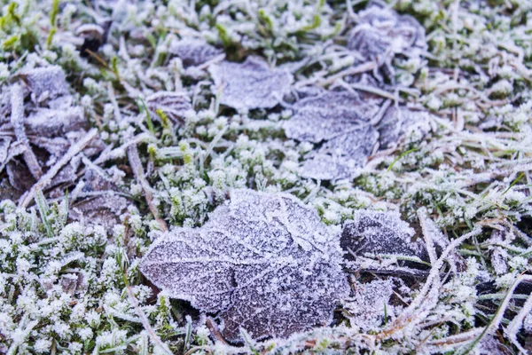 Ein Gefallenes Gefrorenes Blatt — Stockfoto