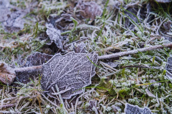 Fagyasztott Levelek Földön — Stock Fotó