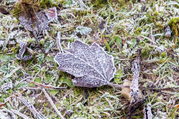 地面に凍った葉 — ストック写真