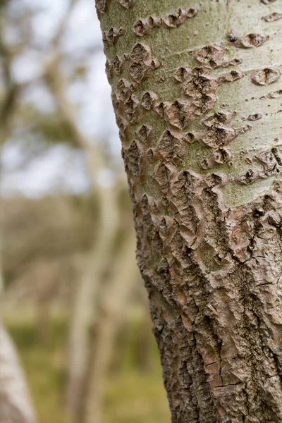 Tronco Albero Vicino — Foto Stock