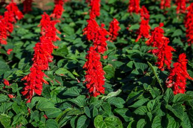 Bermuda adasında kırmızı salvia çiçekleri sergileniyor.