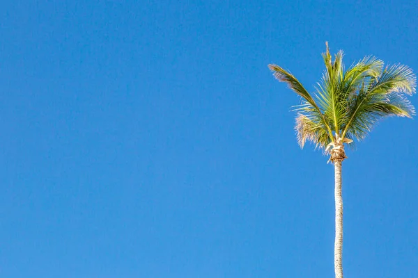 Palma Proti Jasně Modré Obloze Ostrově Bermudy — Stock fotografie