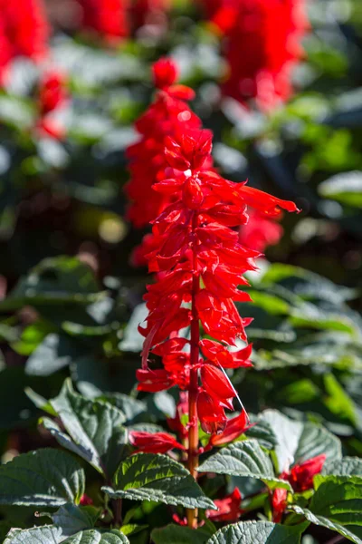 Wyświetlacz Czerwonych Kwiatów Salwii Wyspie Bermudy — Zdjęcie stockowe