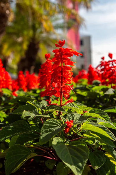 Wyświetlacz Czerwonych Kwiatów Salwii Wyspie Bermudy — Zdjęcie stockowe