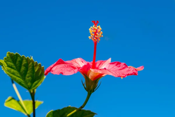 Дивлячись Яскраву Квітку Гібіскуса Прозоре Блакитне Небо — стокове фото
