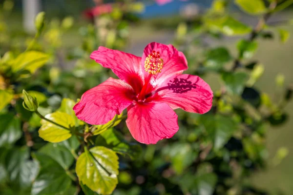 Różowy Kwiat Hibiskusa Rosnący Wyspie Bermudy — Zdjęcie stockowe
