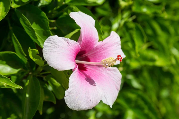 Różowy Kwiat Hibiskusa — Zdjęcie stockowe