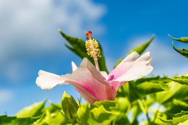 Różowy Hibiskus Kwiat Przeciw Błękitnym Niebem — Zdjęcie stockowe