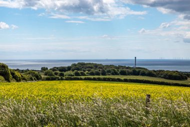 Sussex 'te bir kanola / kolza tohumu tarlasına bakıyorum.
