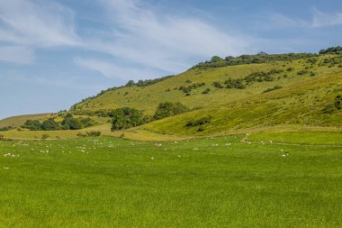 Güneşli bir yaz gününde, Sussex 'in güneyindeki bir tarlada otlayan koyunlar.