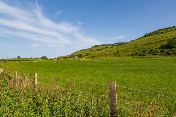 Pecora Campo Nel Sussex Una Giornata Estiva Soleggiata Con Verdi — Foto Stock