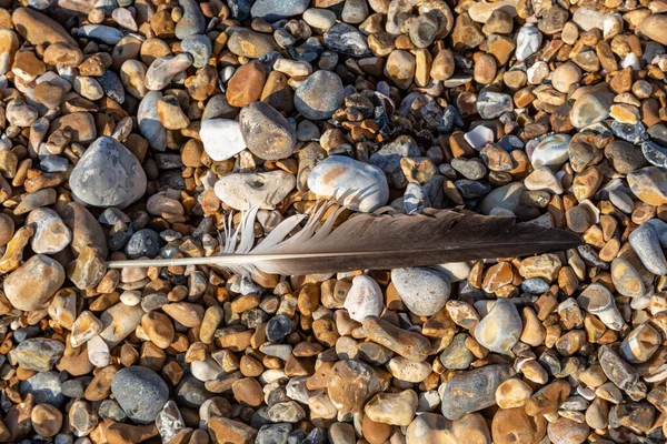 Kijkend Naar Een Veer Liggend Kiezelsteentjes Van Hove Strand Sussex — Stockfoto