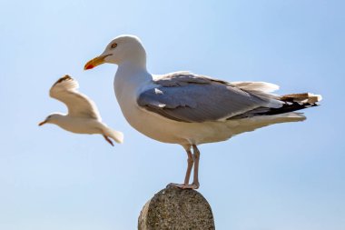 Bir martı bir direğe tünemiş, diğeri de arkasında uçuyor.