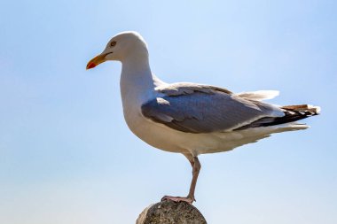 Arkasında mavi bir gökyüzü olan bir direğe tünemiş bir martıya bakıyorum.