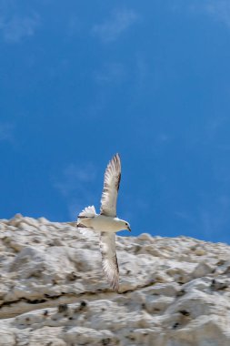 Tebeşir uçurumu ve mavi gökyüzü ile uçan bir martı.