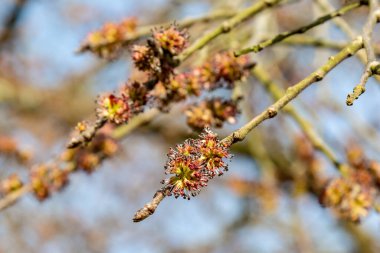 İlkbaharda, sığ bir alan derinliği olan bir ağaçta yakın plan yeni bir büyüme.