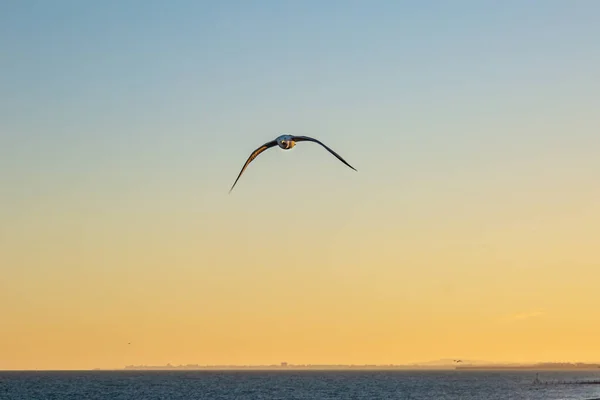 Eine Möwe Flug Vor Einem Sonnenuntergang Brighton — Stockfoto