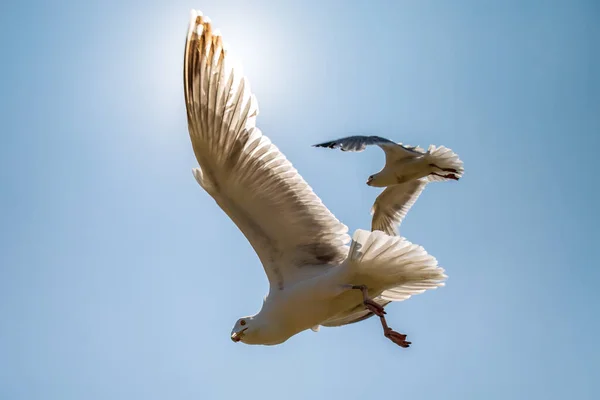 Blick Auf Zwei Möwen Flug Vor Blauem Himmel — Stockfoto