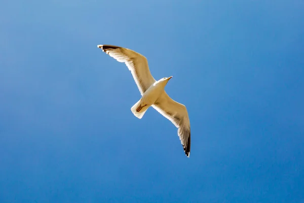 Blick Auf Eine Möwe Flug Vor Einem Klaren Blauen Himmel — Stockfoto