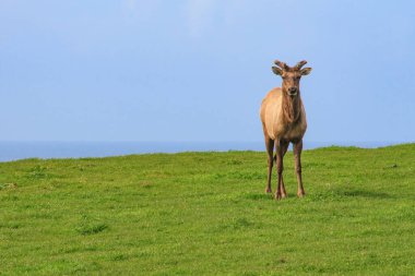 Point Reyes 'te Bir Geyik