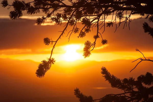 Silhouetted Υποκαταστήματα Στο Ηλιοβασίλεμα — Φωτογραφία Αρχείου