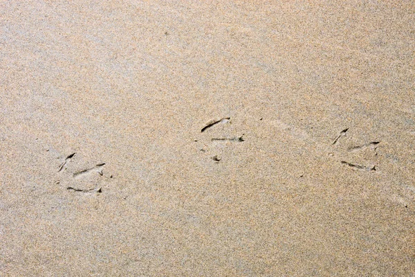 Pegadas Pássaros Uma Praia Areia — Fotografia de Stock