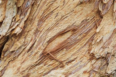 Bir Ağaç Gövdesinin Parçası