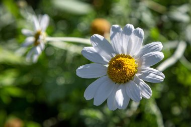 Güzel beyaz bir papatya çiçeğine yakın plan, sığ bir tarla derinliği var.