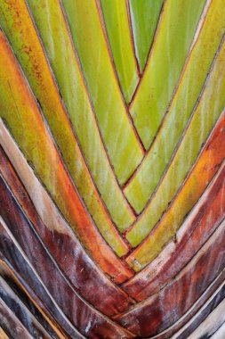 Çok Renkli Gezginler Palmiyesi