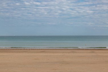 Jersey adasındaki kumlu bir plajın kıyısında martılar.