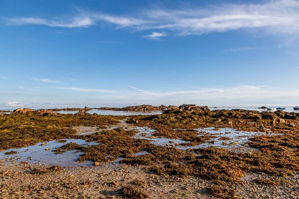 Con Vistas Paisaje Costero Rocoso Playa Rocque Isla Jersey — Foto de Stock