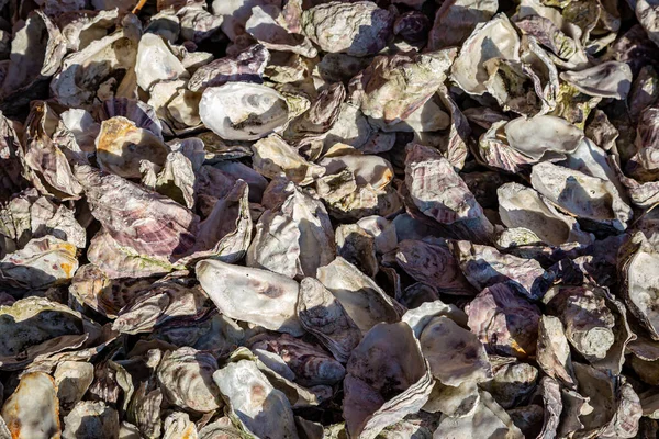 Looking Full Frame View Oyster Shells Sunny Day — Stock Photo, Image