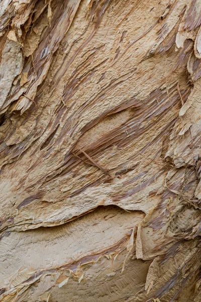 텍스처 나무줄기의 — 스톡 사진