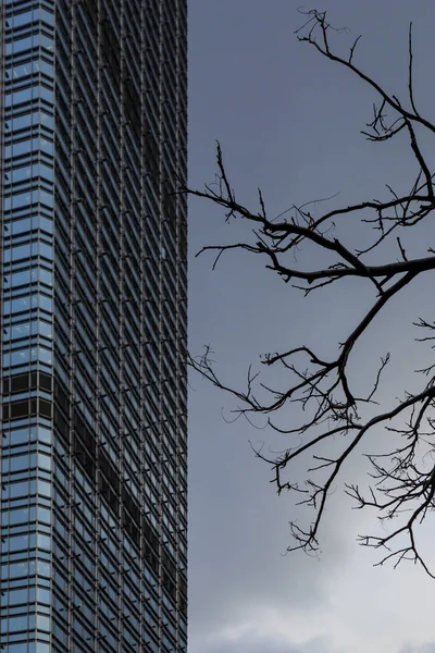 Een Bare Tree Een Skyscraper — Stockfoto