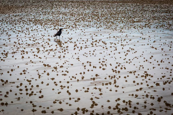 Пляж Острове Джерси Время Отлива Птицей Стоящей Окружении Изобилия Слепков — стоковое фото