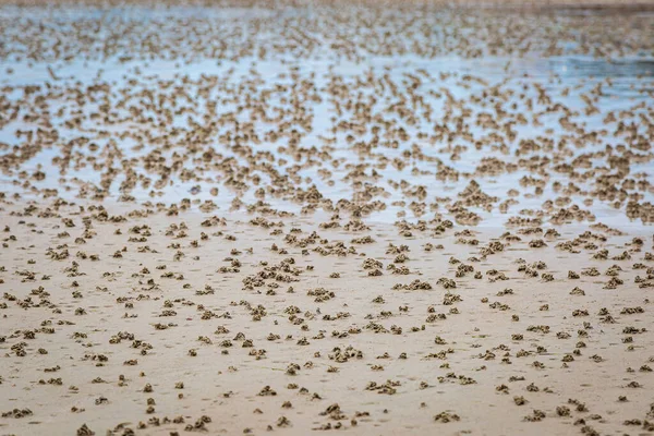 Χύτευση Σκουληκιών Μια Αμμώδη Παραλία Χαμηλή Παλίρροια Στο Νησί Jersey — Φωτογραφία Αρχείου