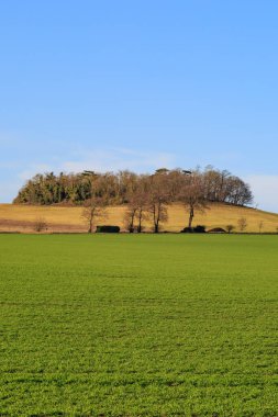 Tepenin üstünde mavi gökyüzü olan ağaçlar.